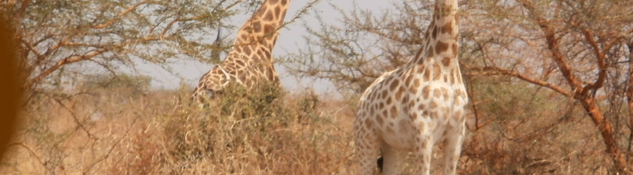 travel, tourism, cameroon, africa